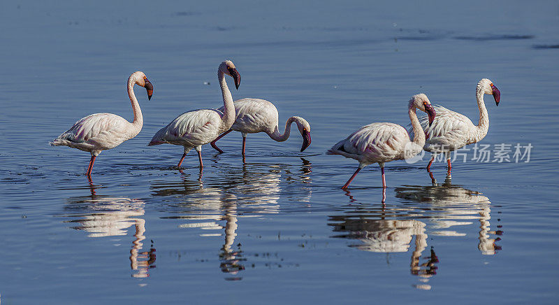 小火烈鸟(Phoenicopterus minor)是一种发生在撒哈拉以南非洲的火烈鸟。纳库鲁湖国家公园，肯尼亚。喂食。